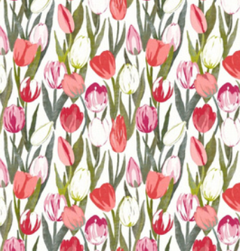 Holland Tulips in Bloom
